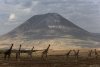 Жирафы и вулкан Ленгаи. Необычное путешествие по Африке с Лораном Буаво